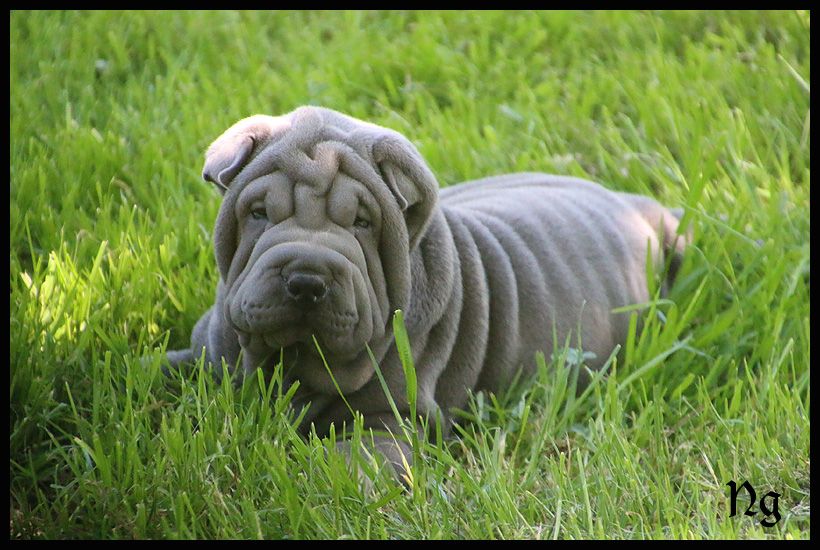 du Nuorilang - Chiots disponibles - Shar Pei