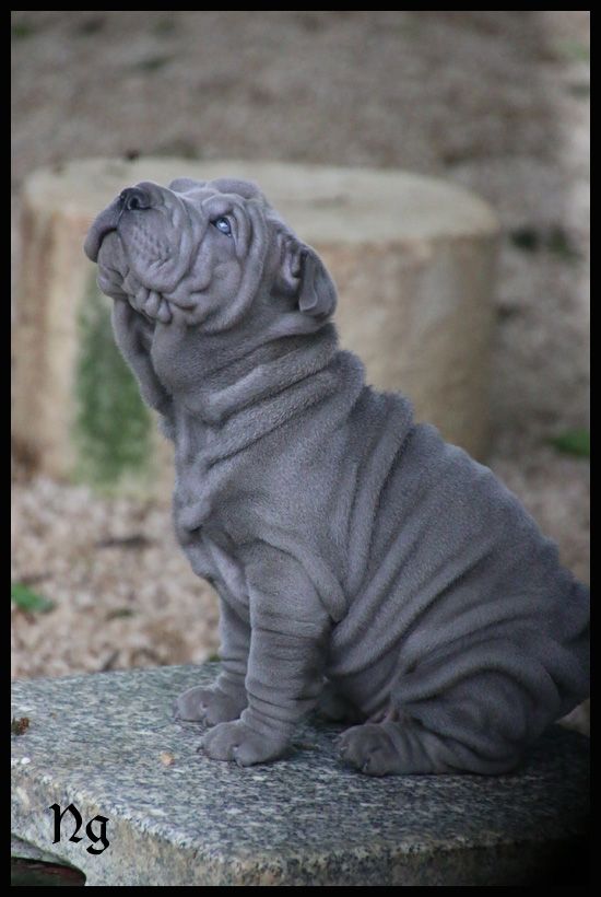 du Nuorilang - Chiots disponibles - Shar Pei