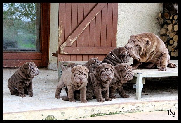 Chiot Shar Pei du Nuorilang