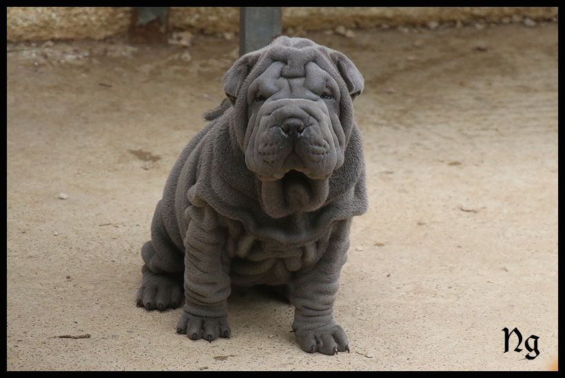 du Nuorilang - Chiots disponibles - Shar Pei