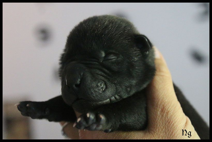 du Nuorilang - Chiots disponibles - Shar Pei