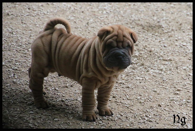 du Nuorilang - Chiots disponibles - Shar Pei