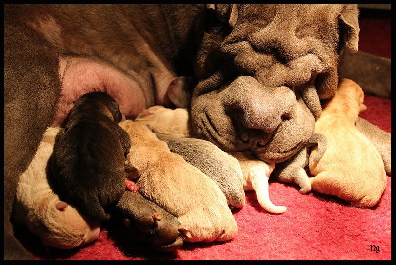 Chiot Shar Pei du Nuorilang