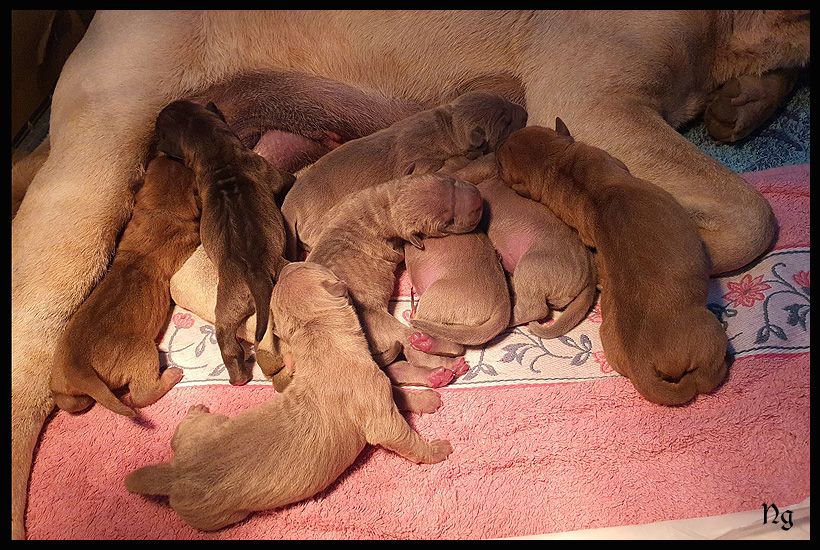 Chiot Shar Pei du Nuorilang