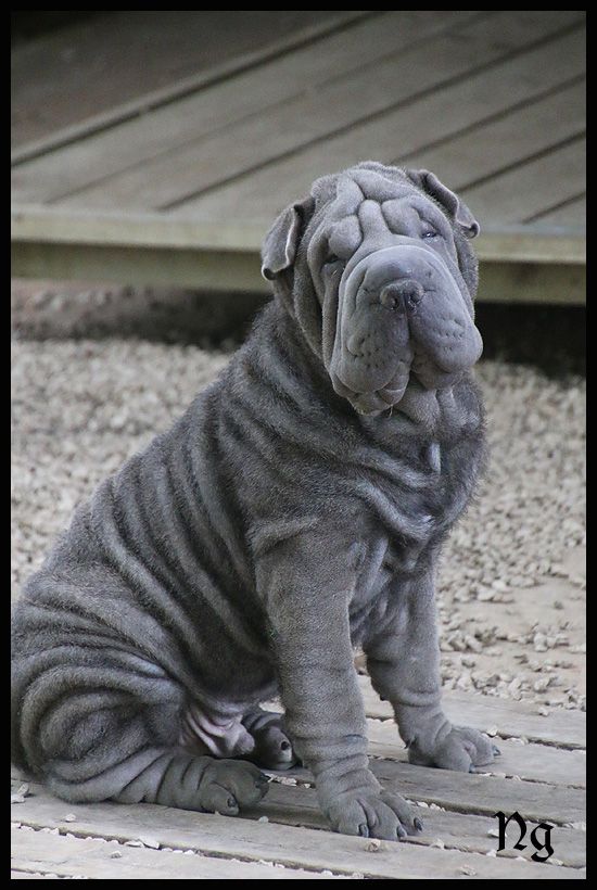 du Nuorilang - Chiots disponibles - Shar Pei