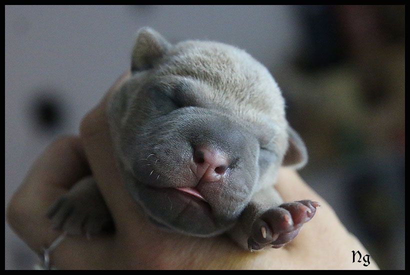 du Nuorilang - Chiots disponibles - Shar Pei