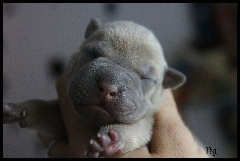 du Nuorilang - Chiots disponibles - Shar Pei