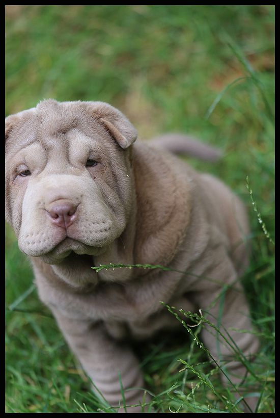 du Nuorilang - Chiots disponibles - Shar Pei