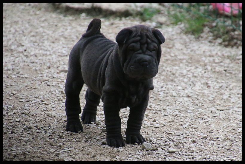 du Nuorilang - Chiots disponibles - Shar Pei