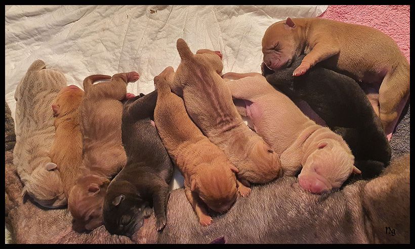 Chiot Shar Pei du Nuorilang